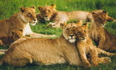 1-Day Shared Kruger National Park Safari from Hazyview