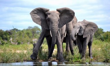 5-Day Epic Safari in Kruger Park and Blyde Canyon