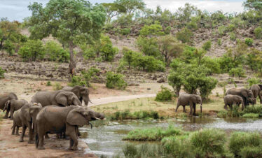 ½-Day Shuttle from Johannesburg to Hoedspruit