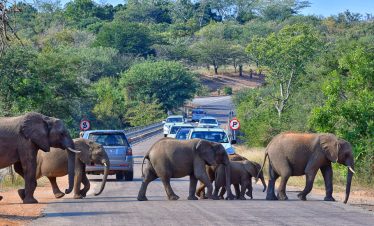 5-Day Private Kruger- Northern Safari Adventure