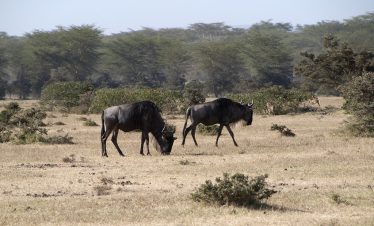 1-Day Crescent Island Sanctuary Lake Naivasha