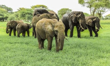 1-Day Lake Naivasha and Crescent Island Tour