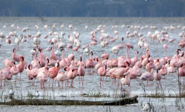 1-Day Nairobi to Lake Nakuru