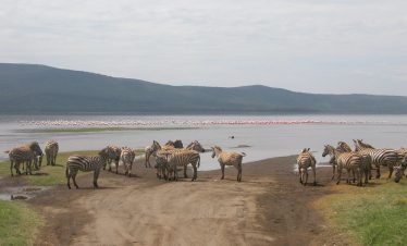 2-Day Overnight Trip to Nakuru