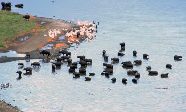 1-Day Tour to Lake Nakuru National Park & Lake Naivasha