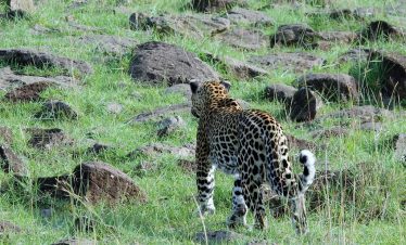 2-Day Masai Mara Luxury Camp Flying Safari Package