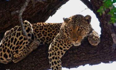 2-Day Kruger National Park