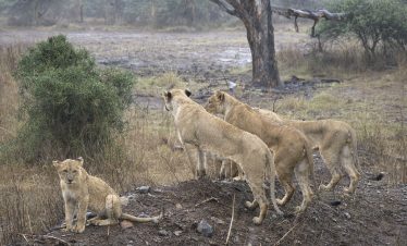 1-Day Nairobi National Park