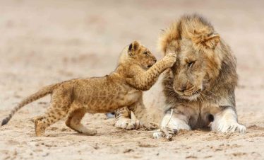 1-Day Wonderful Serengeti Wildlife Safari