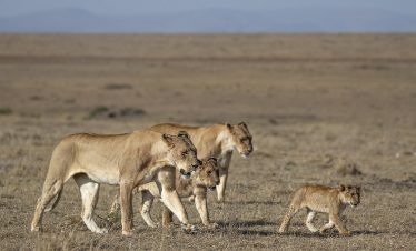 2-Day Mara Overnight Safari
