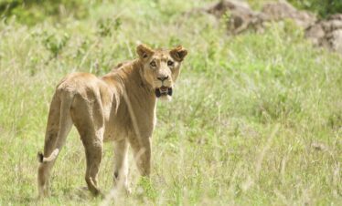 1-Day Nairobi National Park Trip