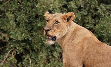 1-Day Kenya Nairobi City Excursions and Short Trip