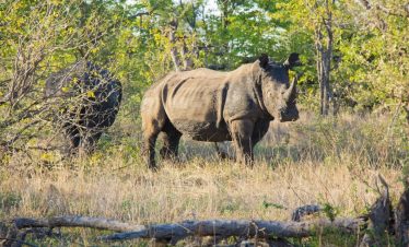 5-Day Lodge-Treehouse Safari in Greater Kruger