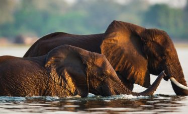 4-Day Mid-Range Victoria Falls and Chobe Safari Combo