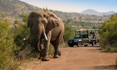 2-Day Luxury 5 Star Pilanesberg Safari