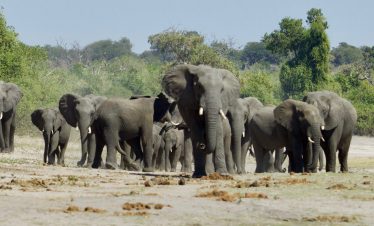 1-Day 9-Hour Private Kruger Open-Vehicle Safari Drive