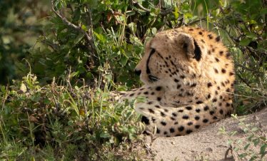 2-Day Masai Mara Affordable Private Safari