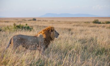 2-Day Masai Mara Mid-Range Safari