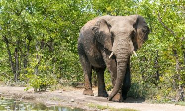 2-Day Motswari Private Game Reserve Main Camp – 1 Night