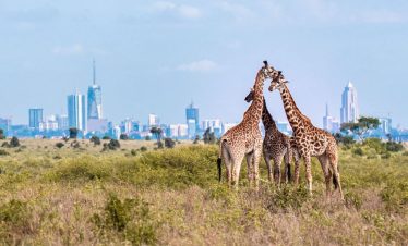 1-Day Kenya Nairobi City Excursions and Short Trip