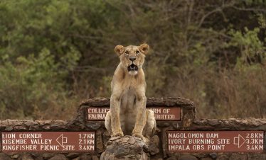 ½-Day Nairobi National Park Private Safari in a 4×4