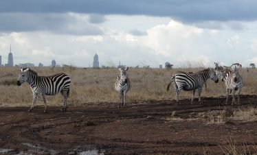 1-Day Nairobi Game Park, David Sheldrick & Karen Blixen