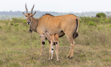 ½-Day Nairobi National Park Private Excursion
