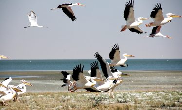 5-Day Wildlife Safari & Birdwatching Extravaganza