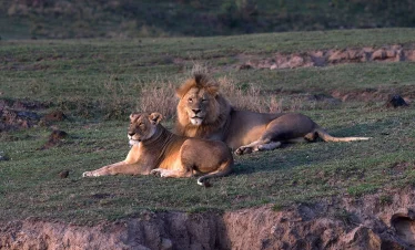 1-Day Ngorongoro Crater Safari