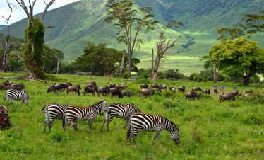1-Day Private Ngorongoro Safari