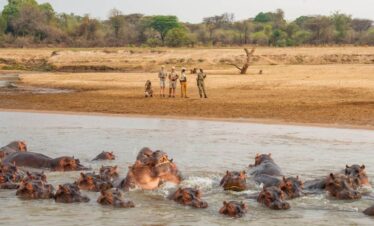6 Days Malawi & Zambia Safari: Luangwa Valley & Dzalanyama Forest