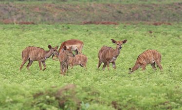 6-Day Durban, Eswatini, Kruger National Park, Johannesburg Tour