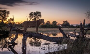 5-Day Moremi Magic Journey Through the Wilderness
