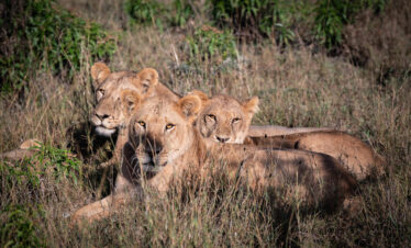 1-Day Olpejeta Wildlife Safari from Nairobi