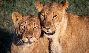 1-Day Ol Pejeta Conservancy Day Tour