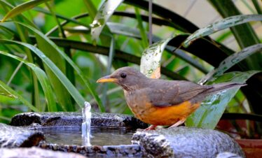 1-Day Gauteng Birding Tour (North)