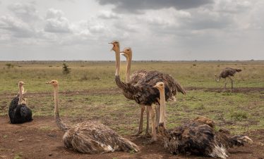 ½-Day Safari in Nairobi National Park
