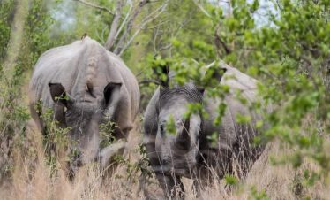 5-Day Panorama Route & Safari Kruger South Africa