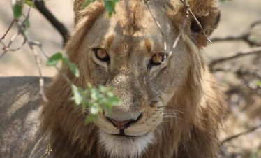5-Day Panorama, Wildlife Rehab Centre and Kruger Safari