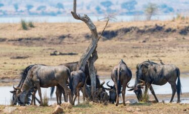 1-Day Pilanesberg National Park Tour and Safari