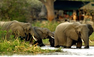 1-Day Pilanesberg Full Day Open Safari with Lunch
