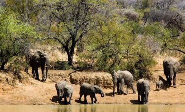 1-Day Safari in Pilanesberg Park from Joburg, Pretoria