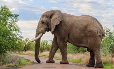 2-Day Pilanesberg Safari and Elephant Sanctuary