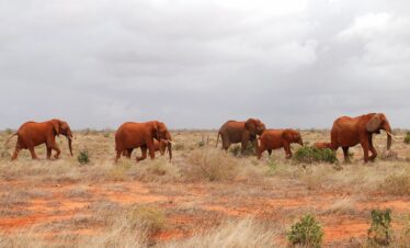 1-Day Red Elephant Tour in Tsavo East