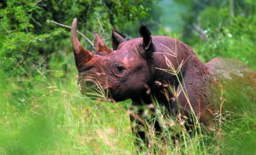 4-Day Best of Eswatini with a Safari