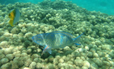 1-Day Snorkeling at Kisite Marine Park and Wasini Island