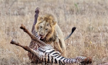 2-Day Taita Hills Wildlife Sanctuary Train Package