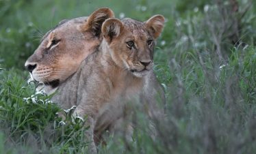 2-Day Explore Safari to Taita Hills Salt Lick