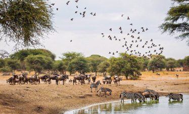 1-Day Excursion to Tarangire National Park, Tanzania