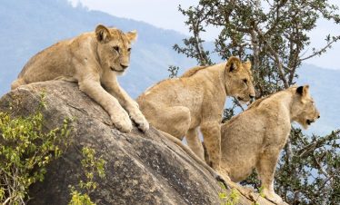 1-Day Spotting the Big 5 in Tsavo East National park